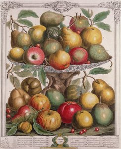 2月、「フルーツの12か月」より、ロバート・ファーバー（1674-1756年頃）、ジェームス・スミス作、1732年（カラー彫刻） 作： Pieter Casteels